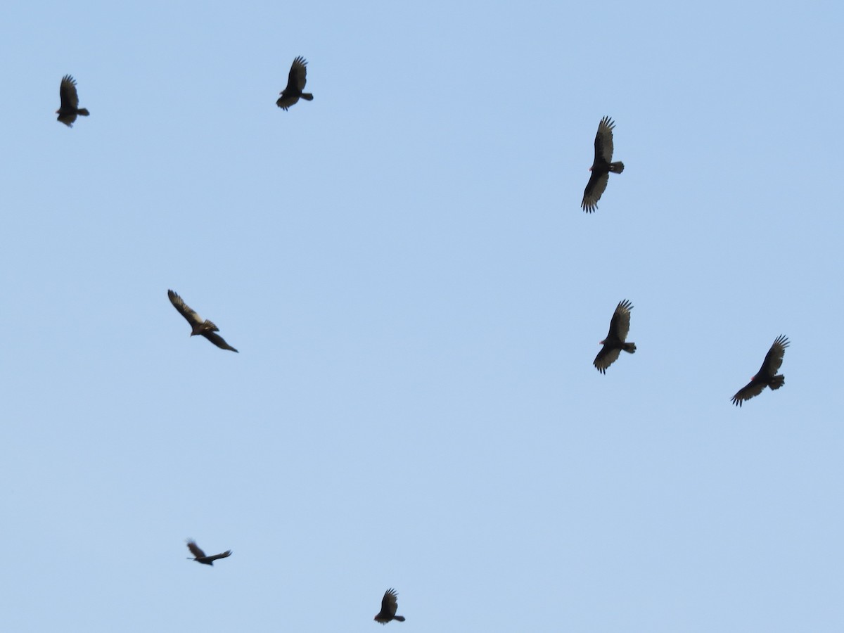 svartkondor - ML646542858