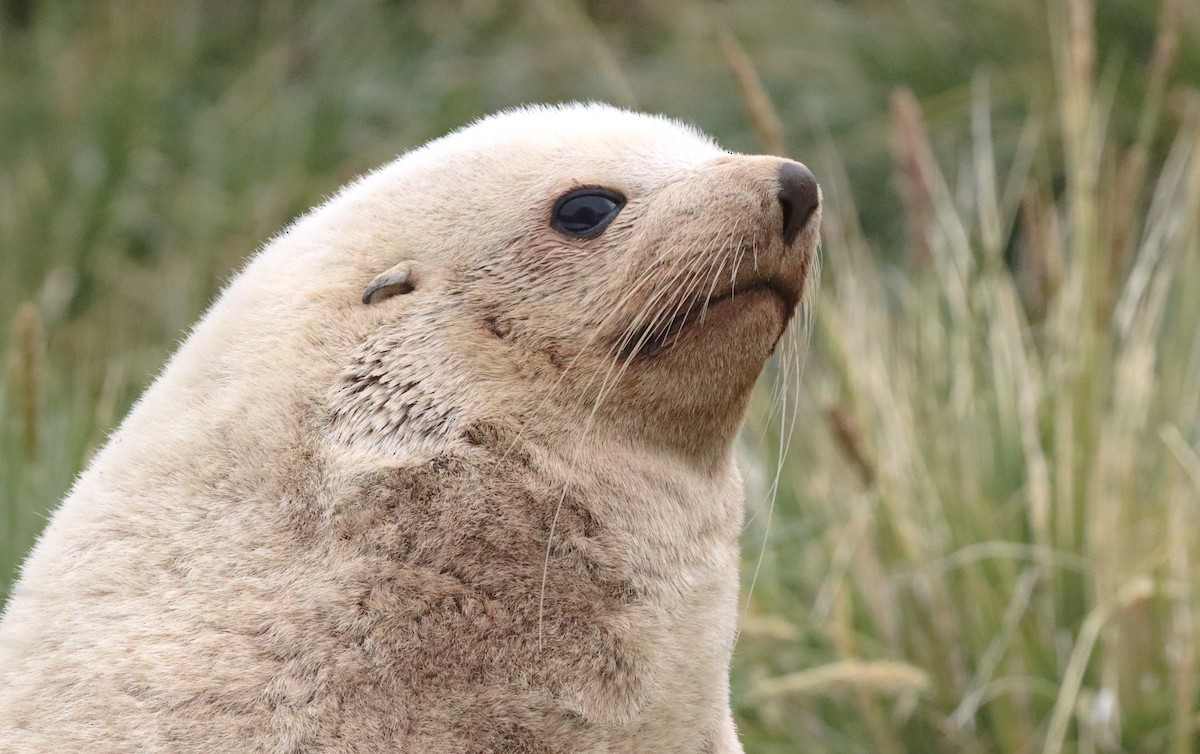 Antarctic Fur Seal - ML646542859