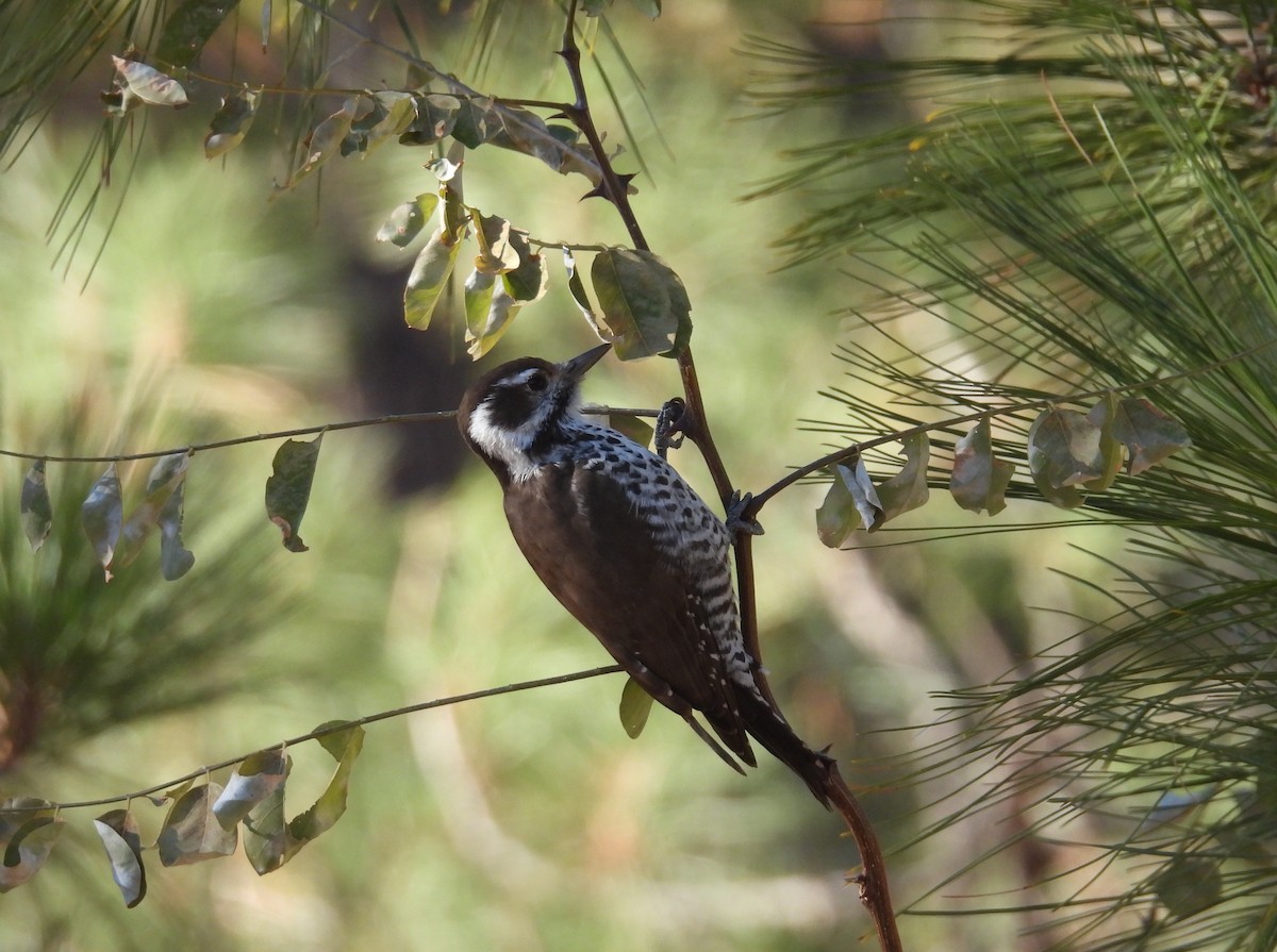 sierramadrespett - ML646542860