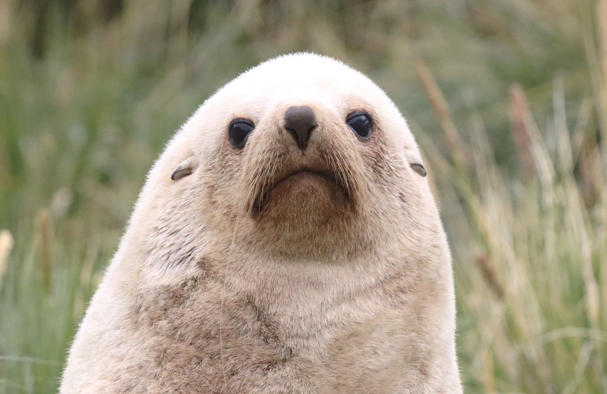 Antarctic Fur Seal - ML646542861