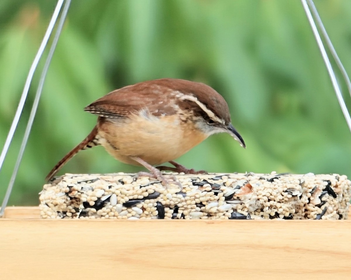 karolinasmett - ML646542862