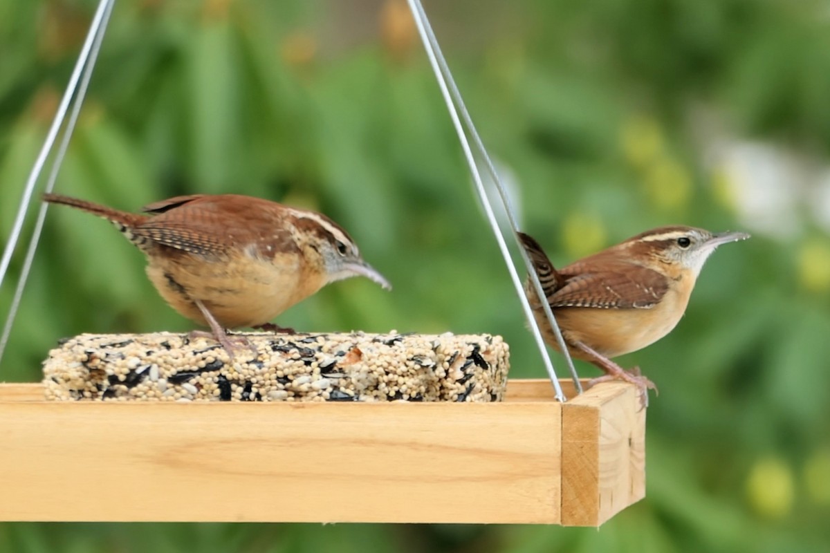 karolinasmett - ML646542863