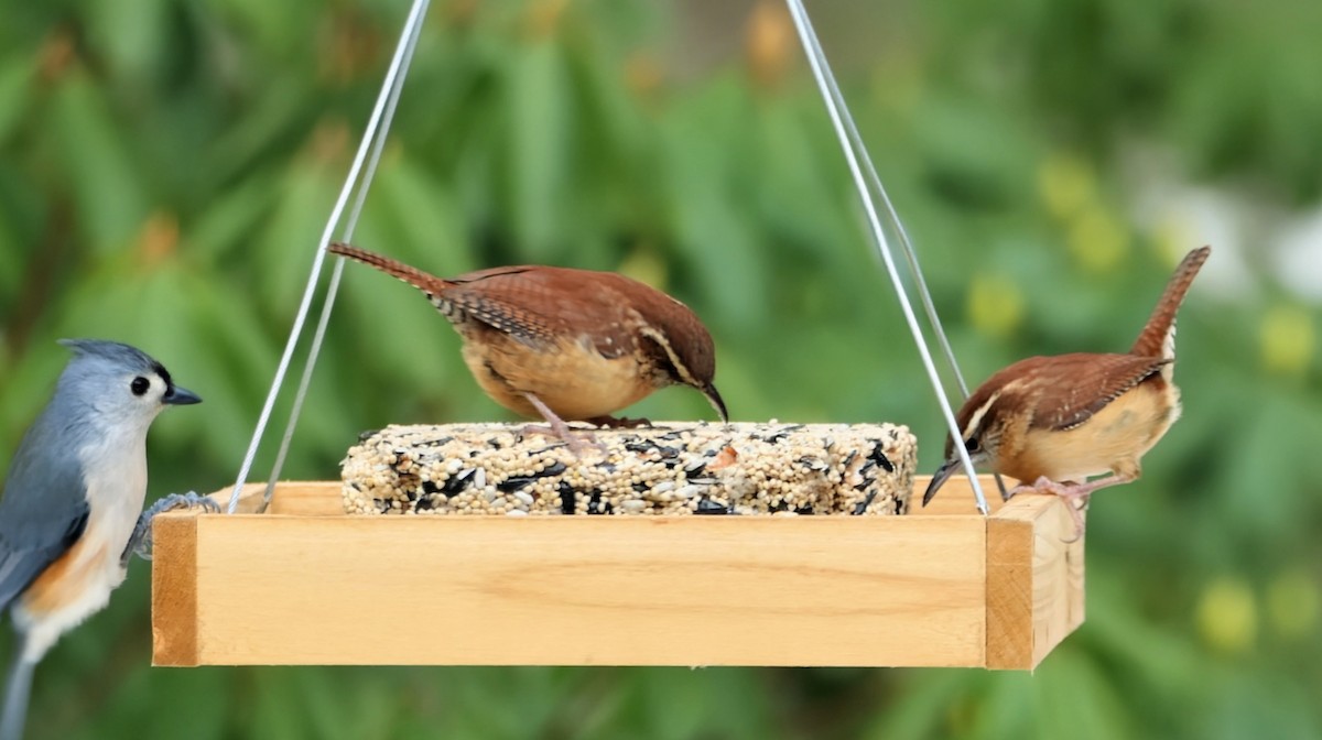 karolinasmett - ML646542864