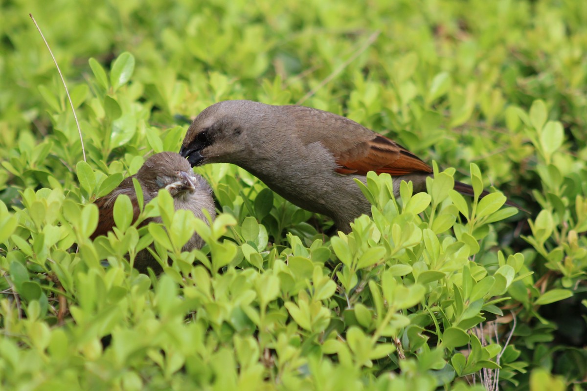 Grayish Baywing - ML646542865