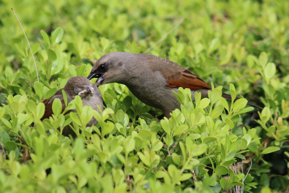 Grayish Baywing - ML646542866