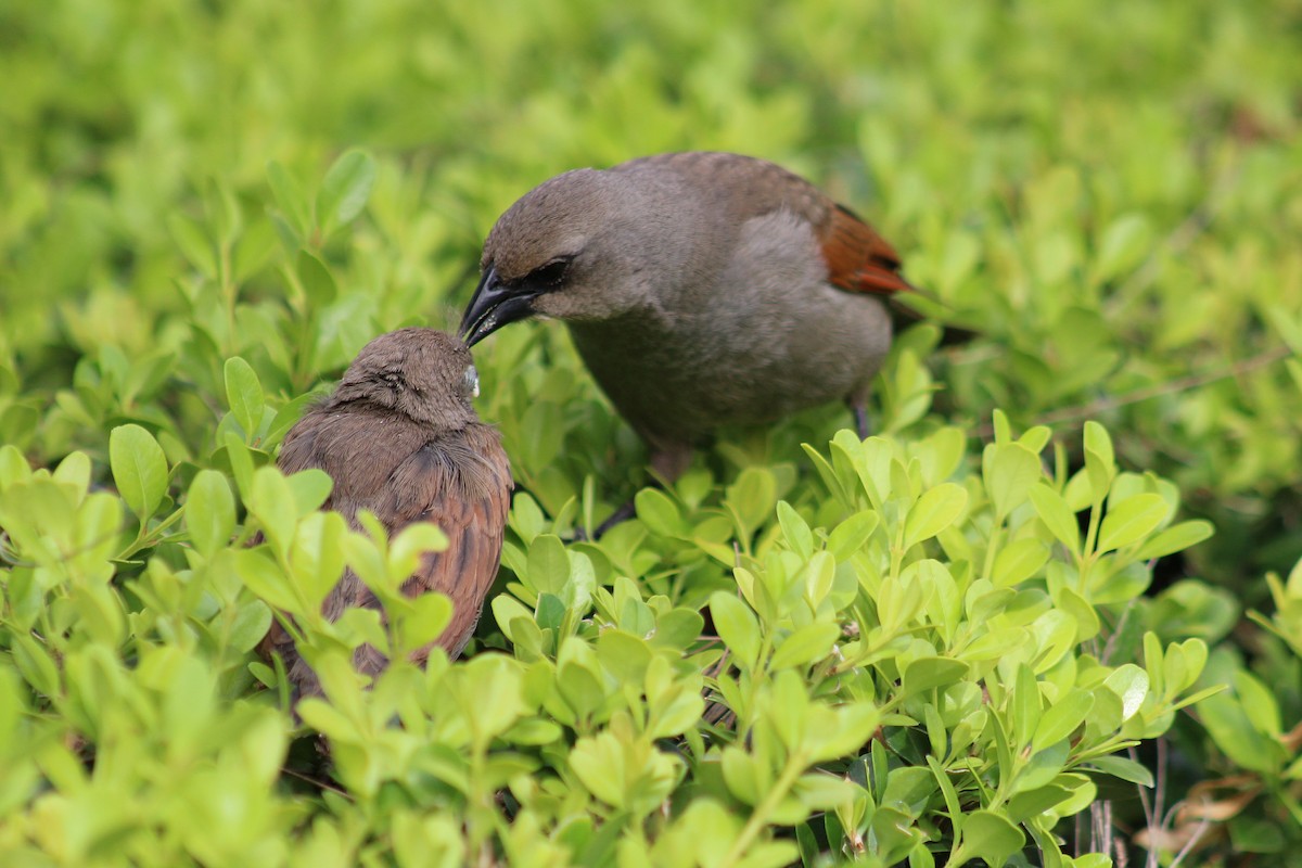 Grayish Baywing - ML646542867