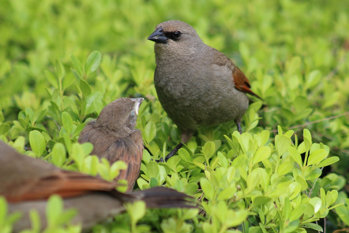 Grayish Baywing - ML646542868