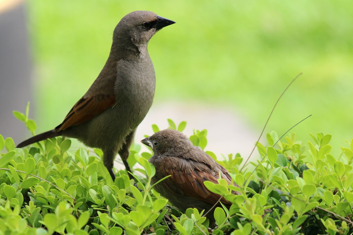 Grayish Baywing - ML646542869