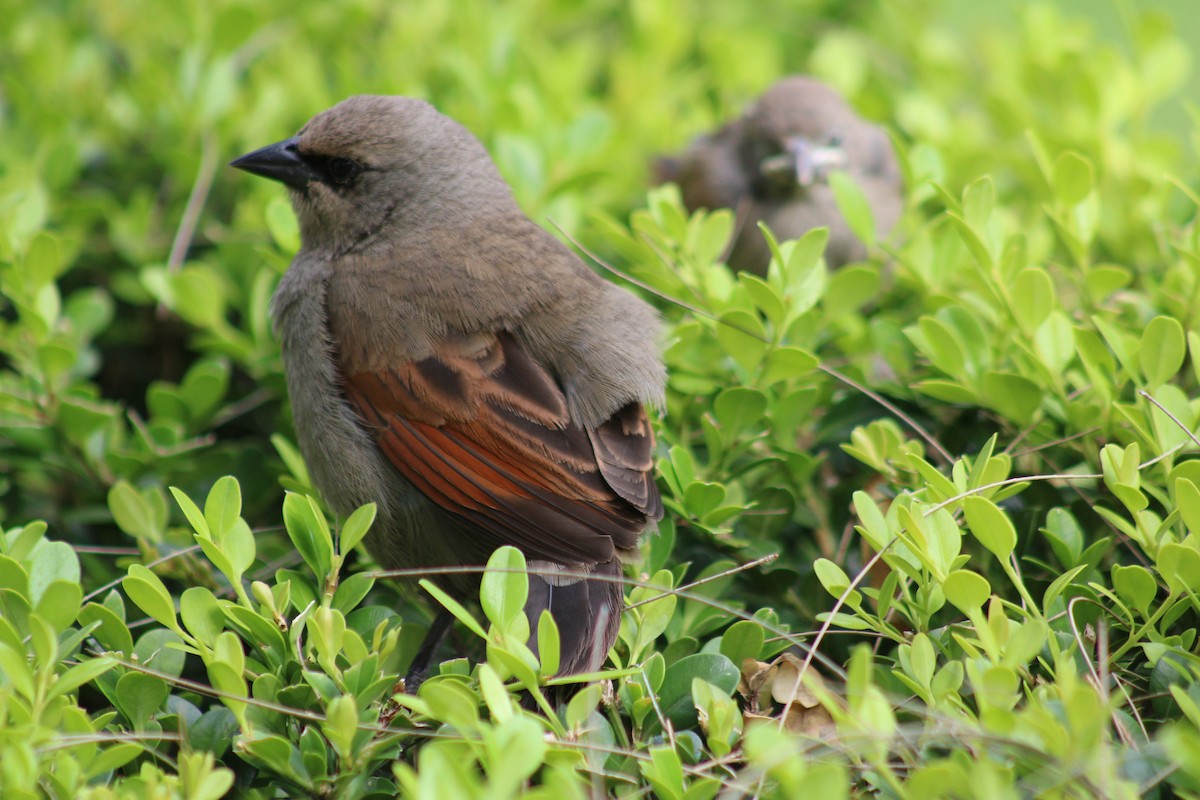 Grayish Baywing - ML646542870