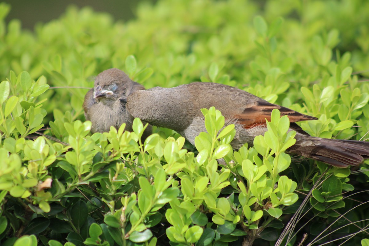 Grayish Baywing - ML646542871