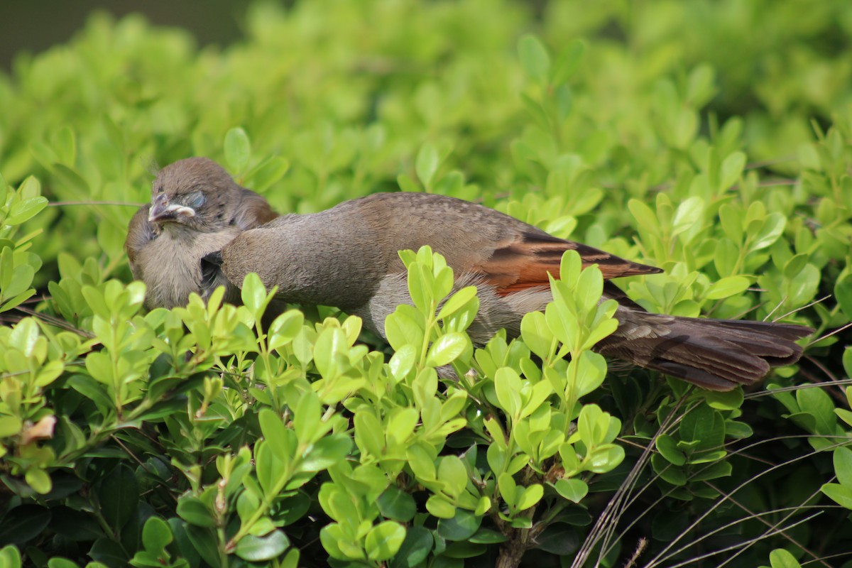 Grayish Baywing - ML646542872