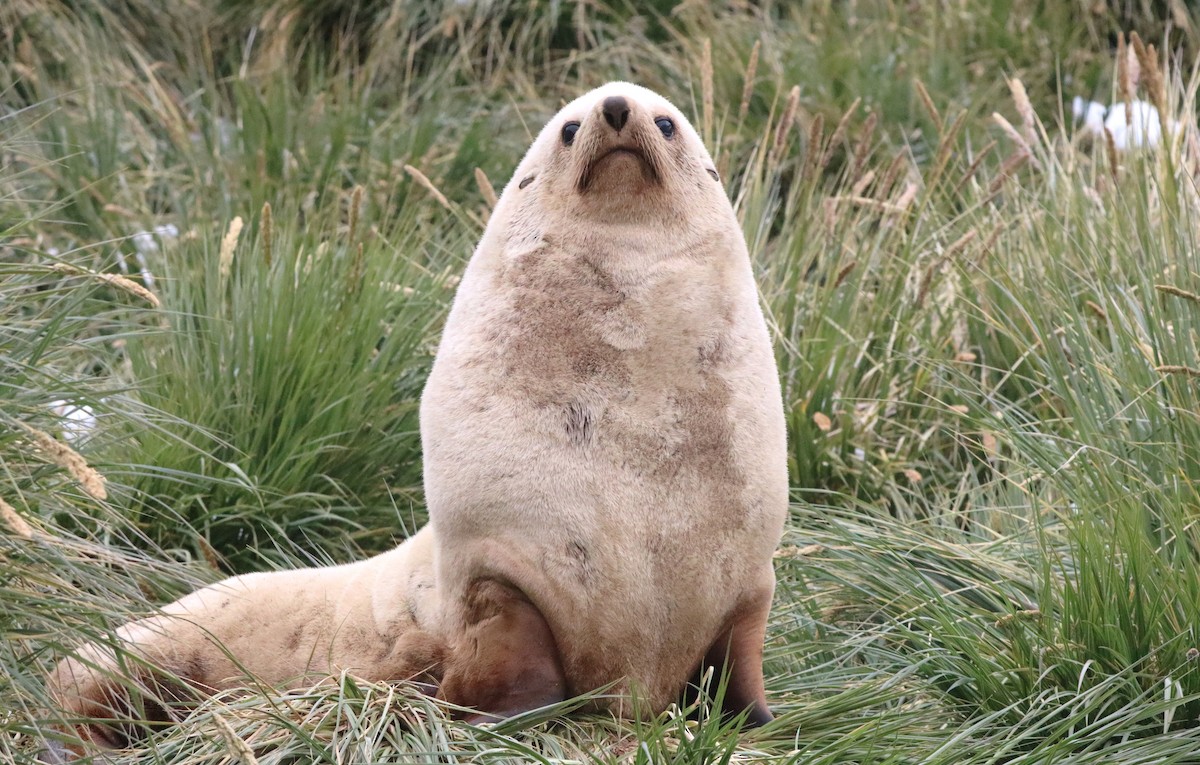 Antarctic Fur Seal - ML646542873