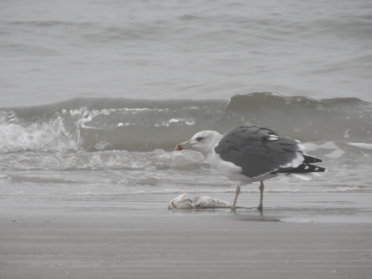 Бэсрэг цахлай - ML646542876