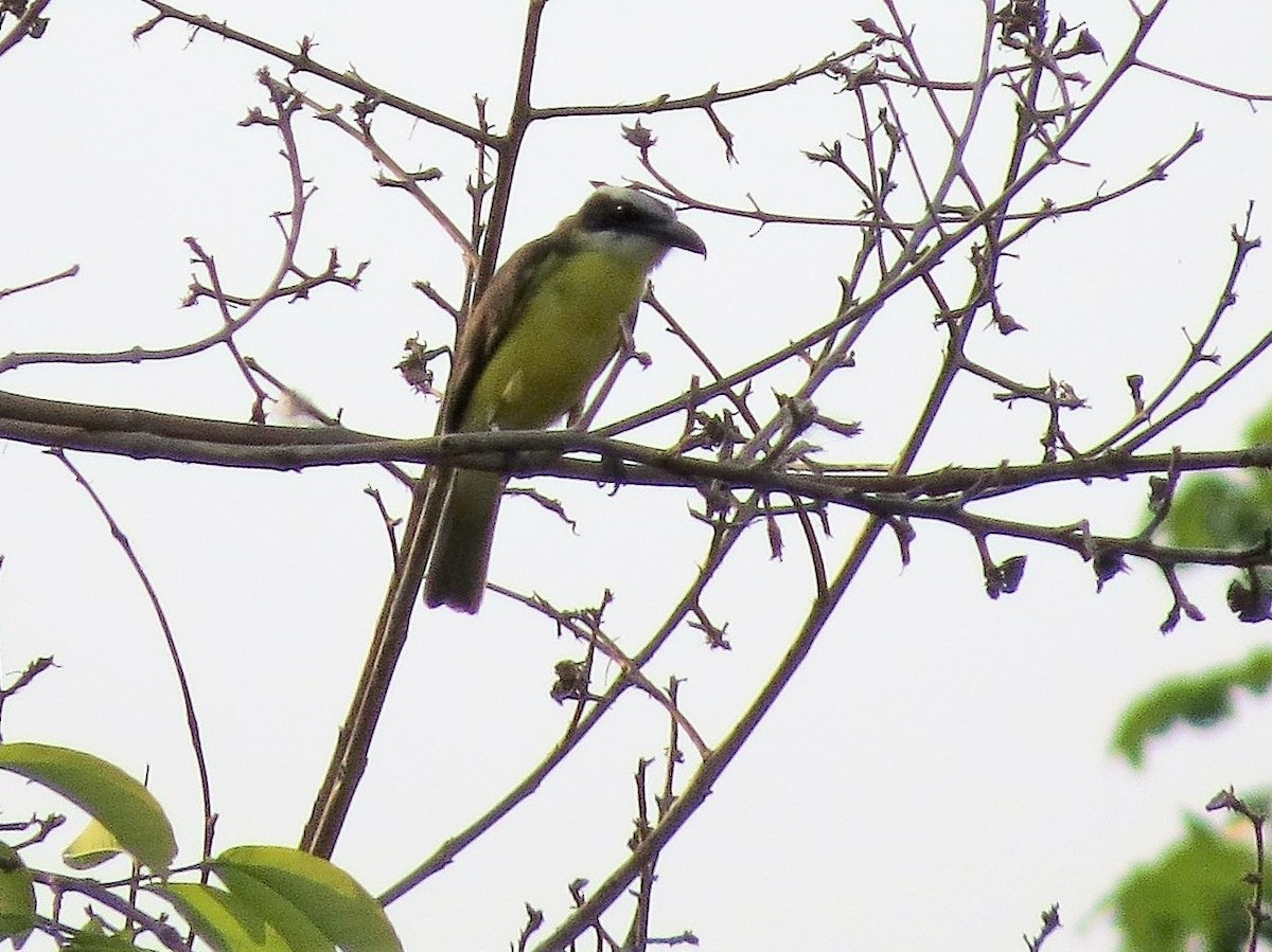 Пітанга-великодзьоб - ML646542877