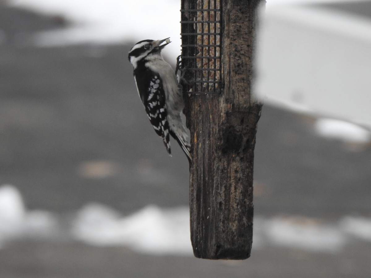 Downy Woodpecker - ML646542878