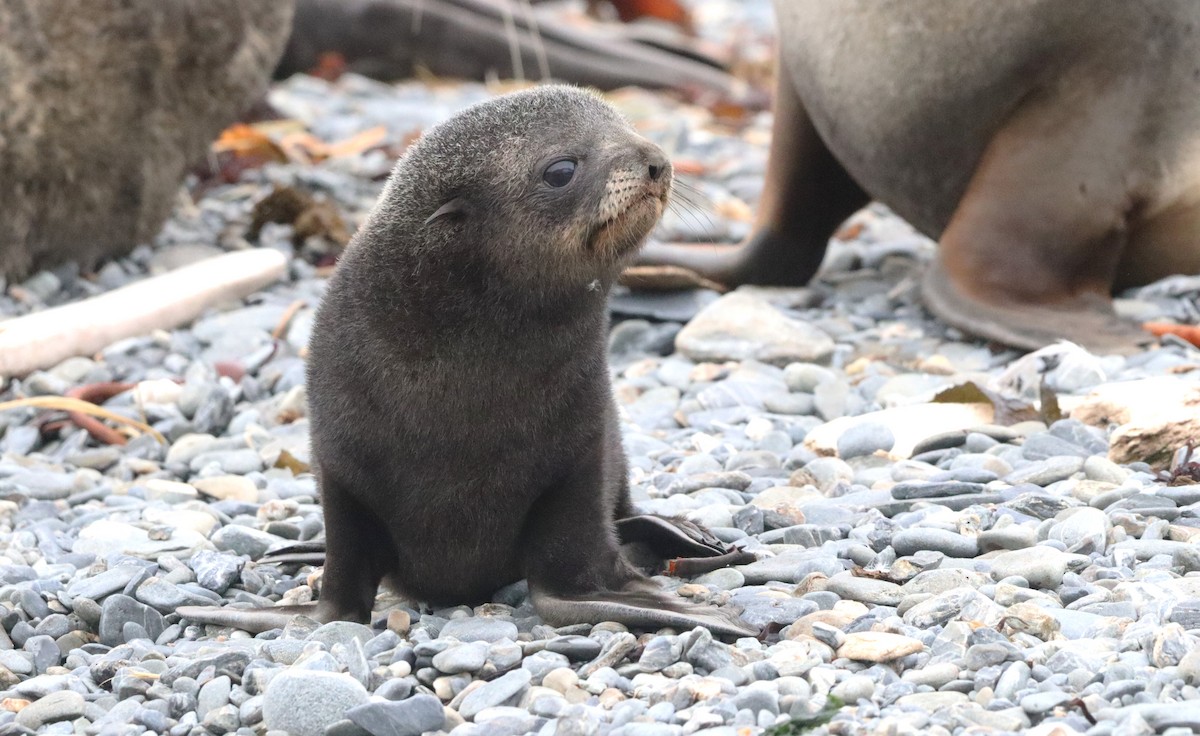 Antarctic Fur Seal - ML646542880