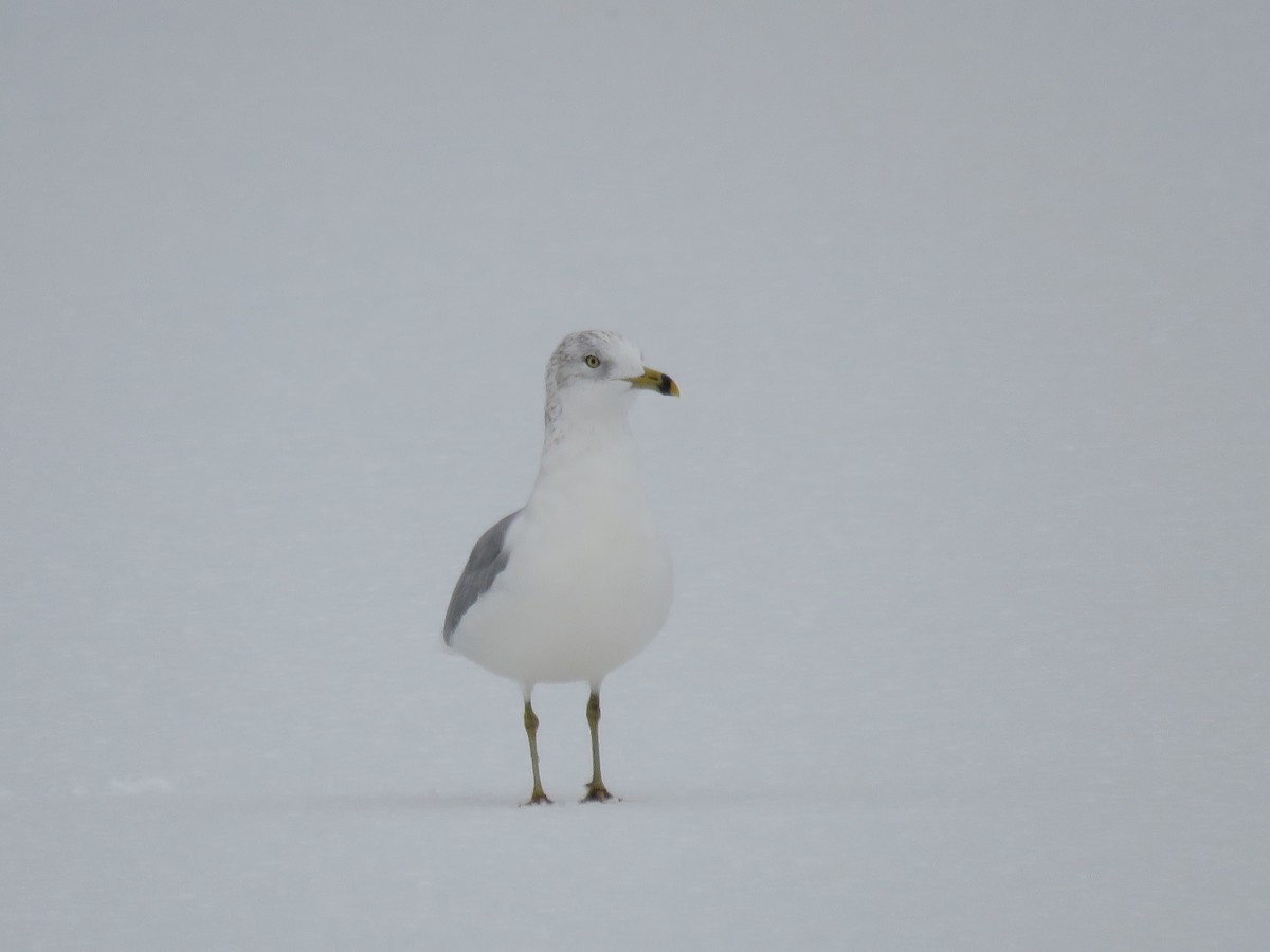 Gaviota de Delaware - ML646542883