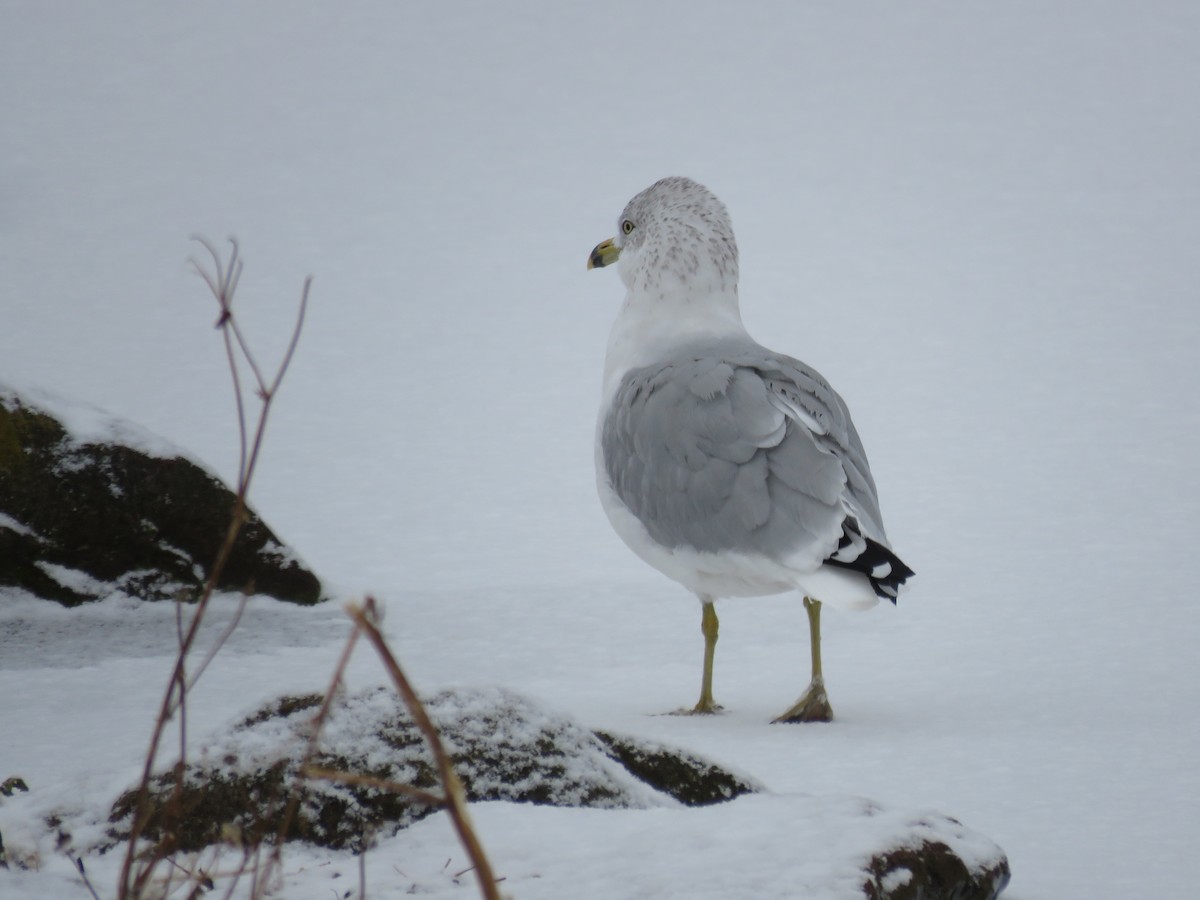 Gaviota de Delaware - ML646542884