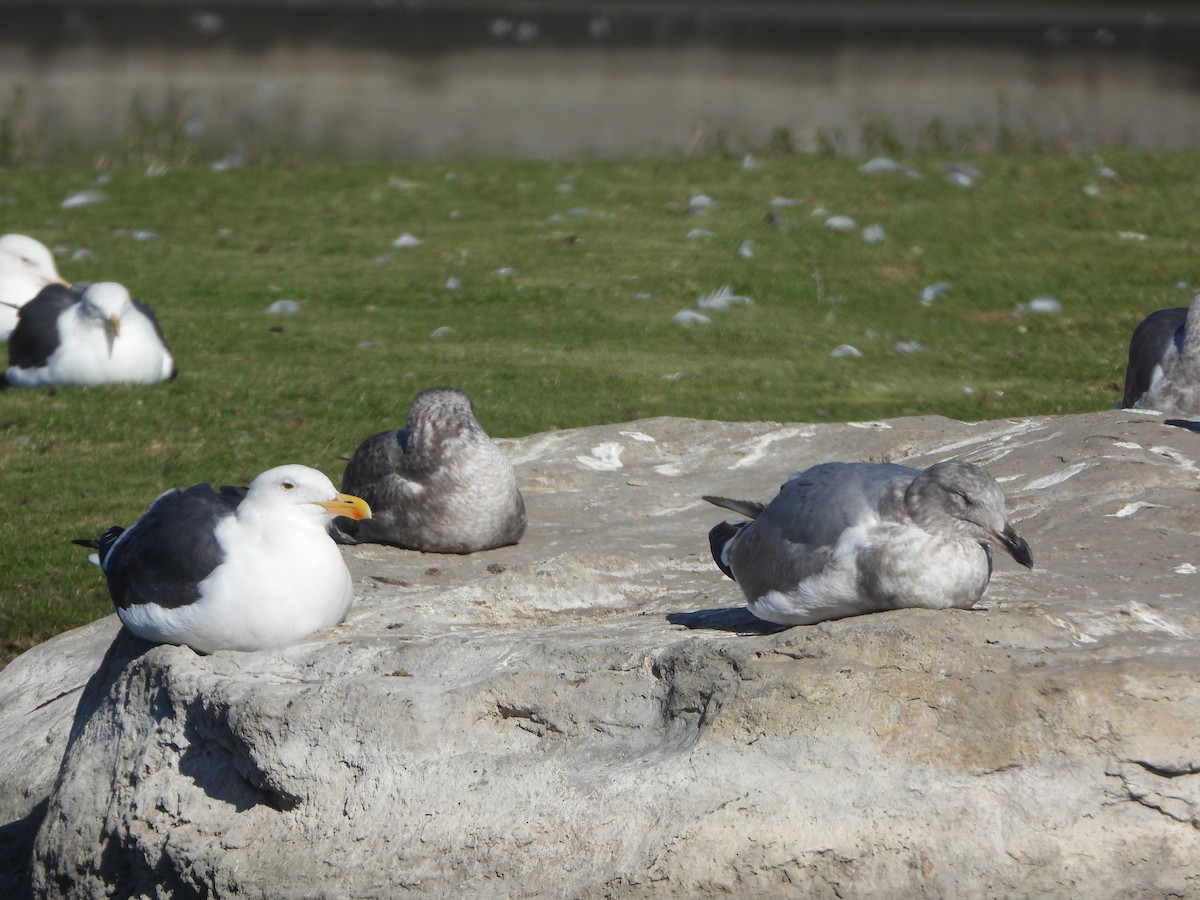 Batı Amerika x Buz Rengi Martı - ML646542886