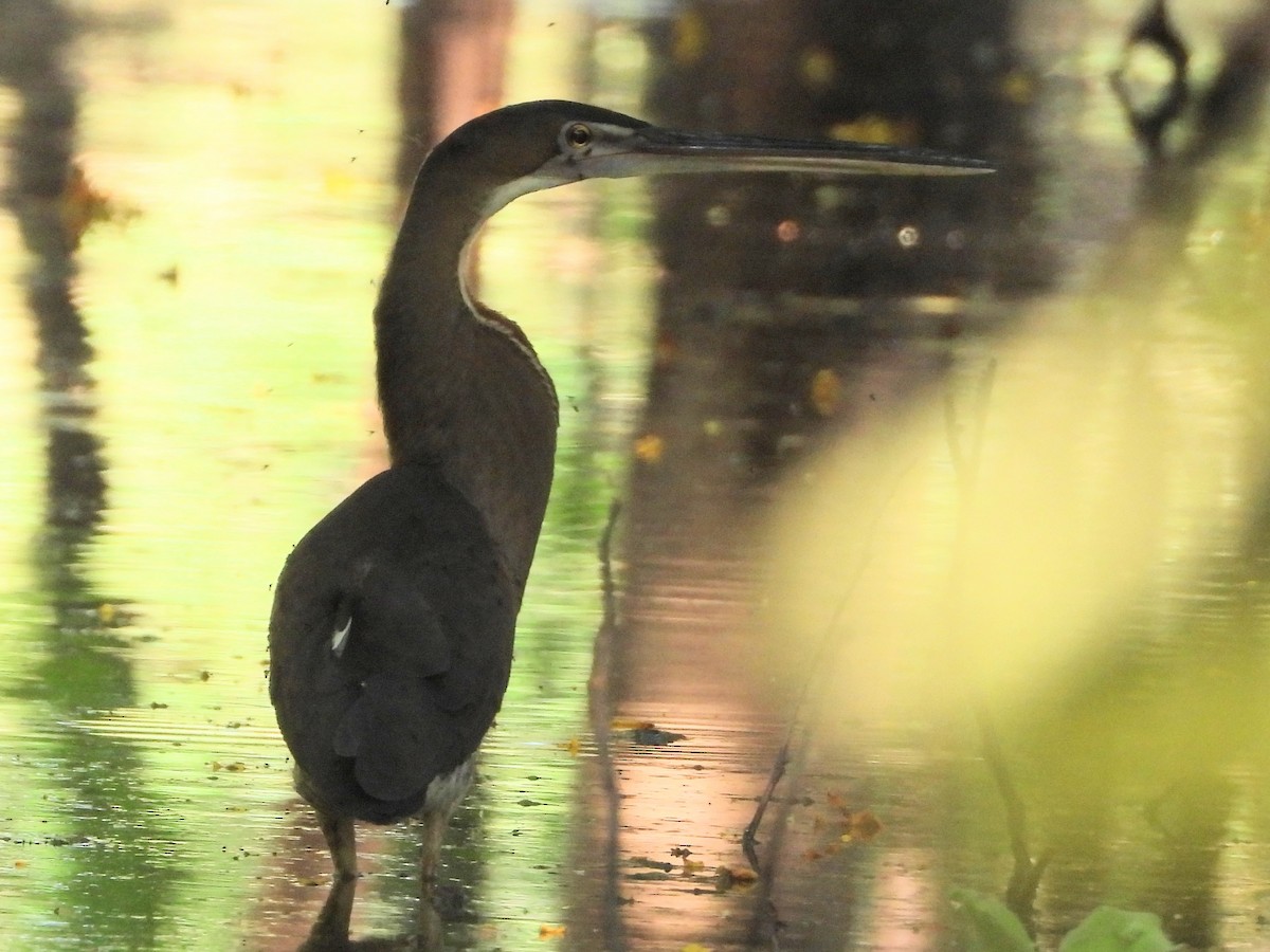 Agami Heron - ML646542888