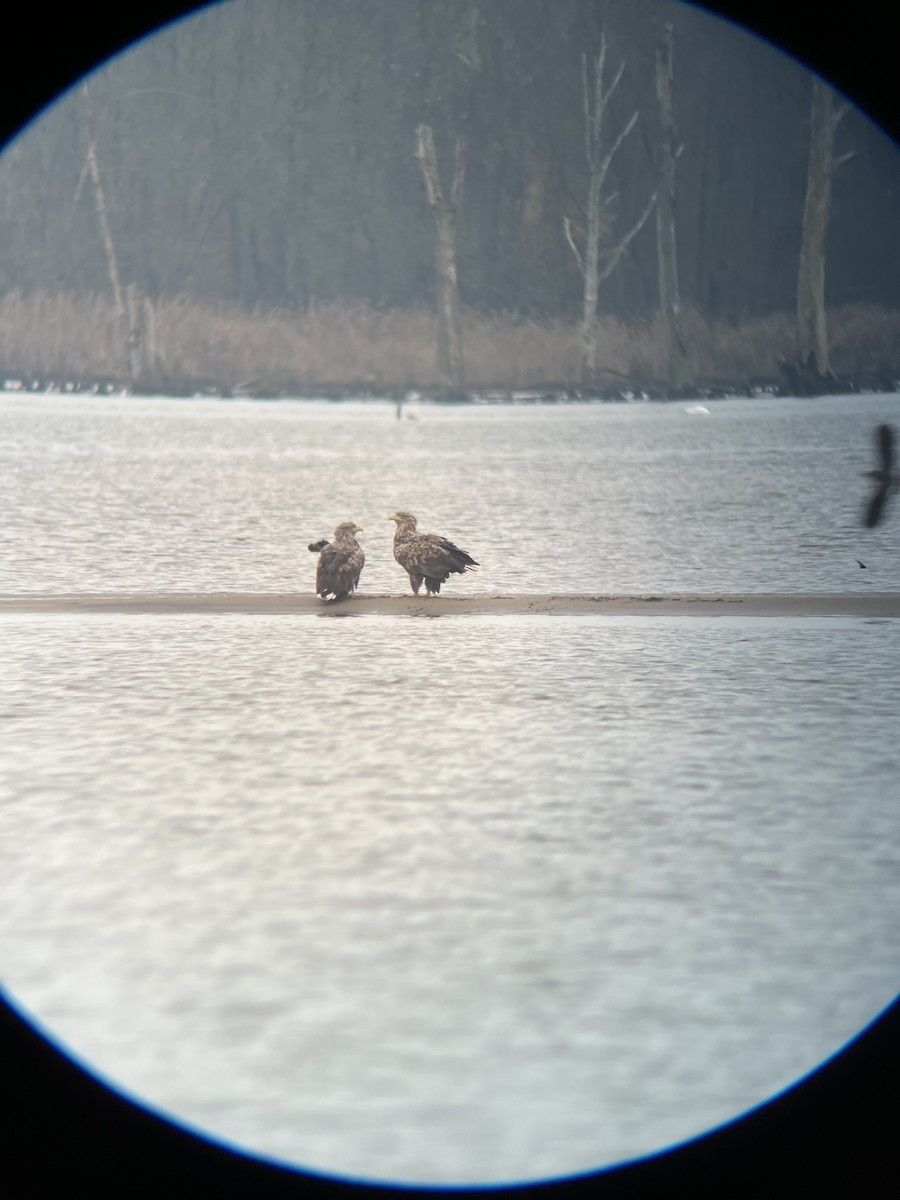 orel mořský - ML646542890