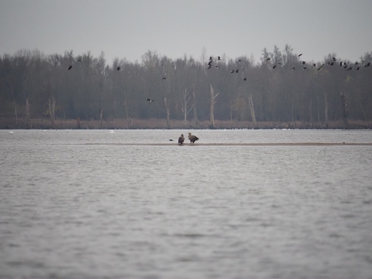 orel mořský - ML646542891