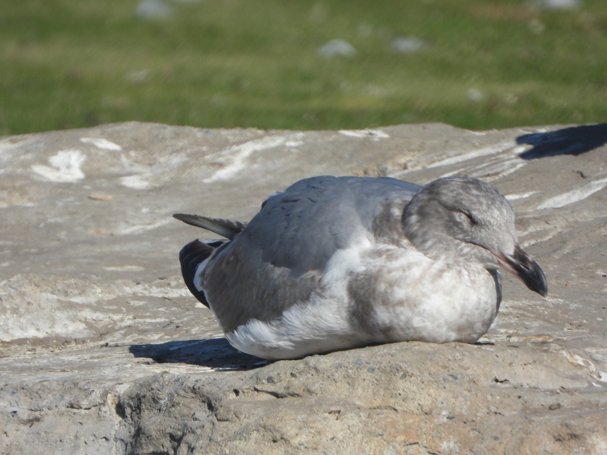 Batı Amerika x Buz Rengi Martı - ML646542892