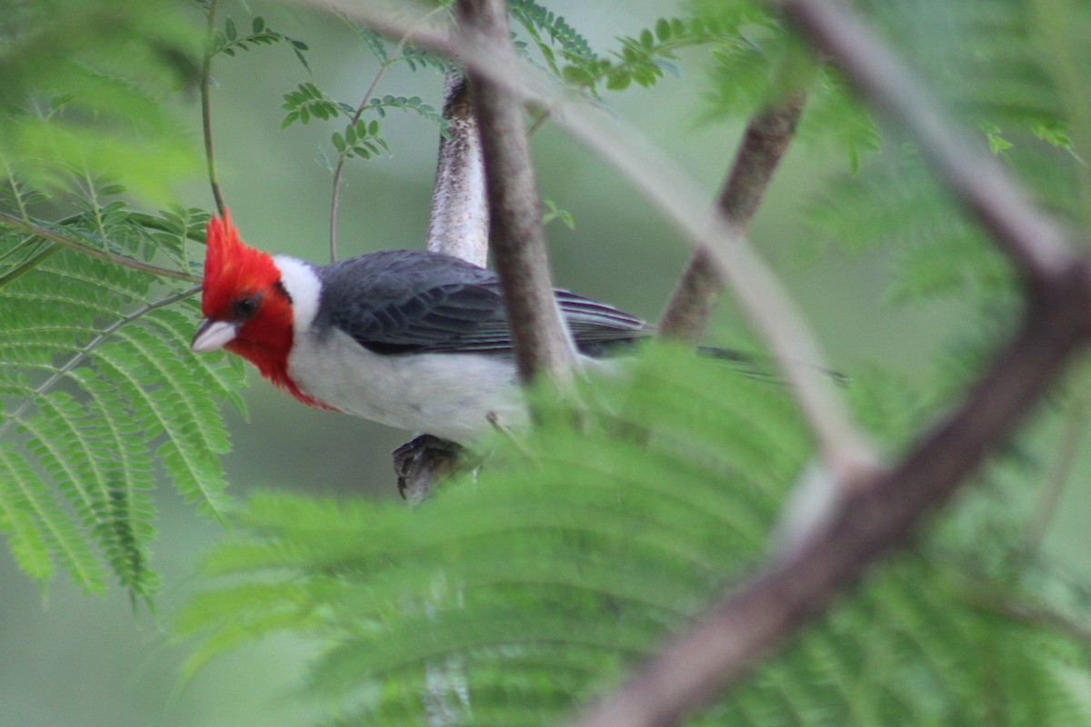 Red-crested Cardinal - ML646542894
