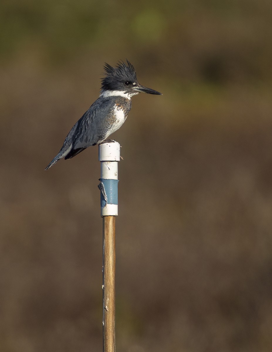 Belted Kingfisher - ML646542896
