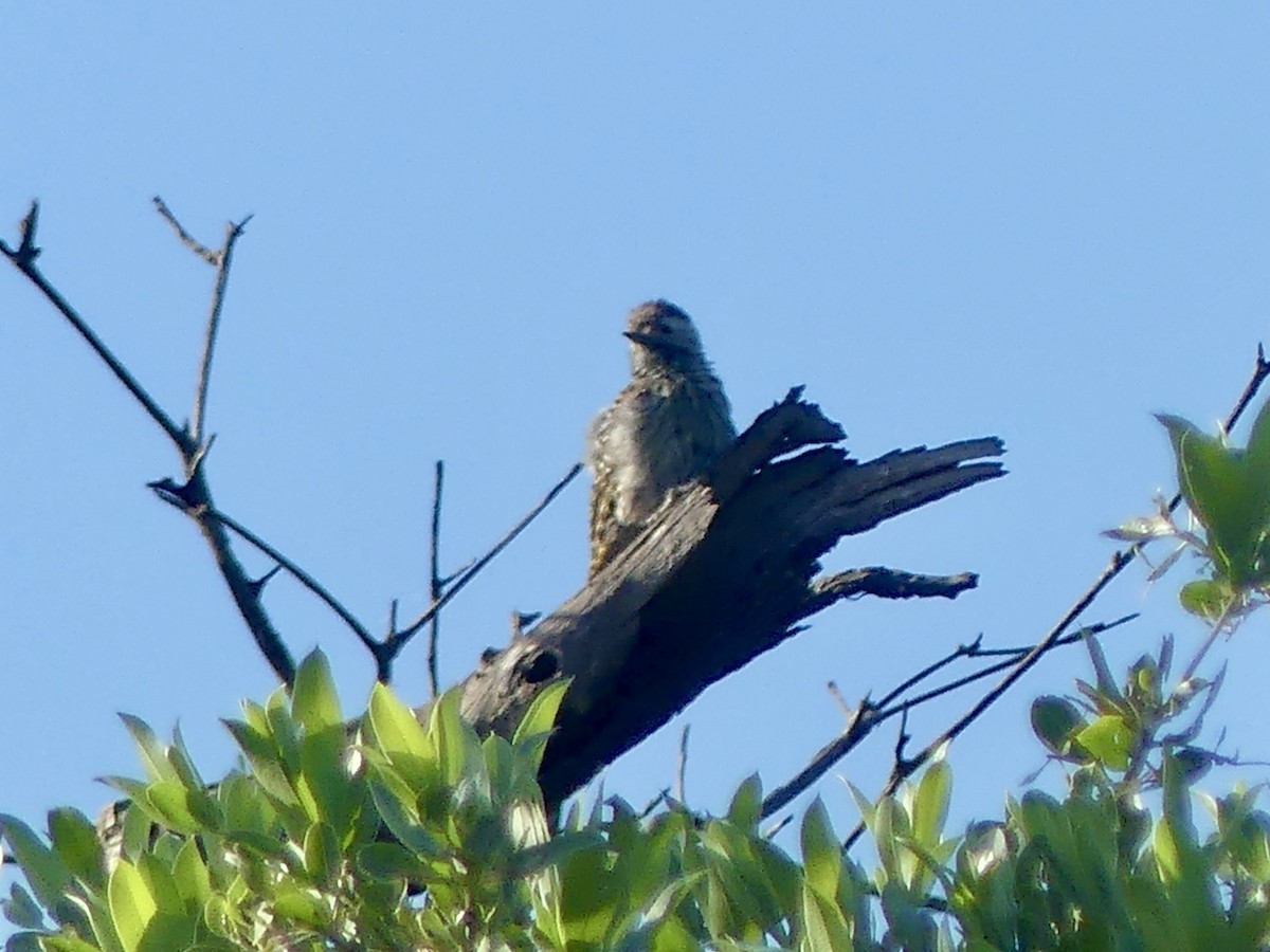 Cardinal Woodpecker - ML646542898