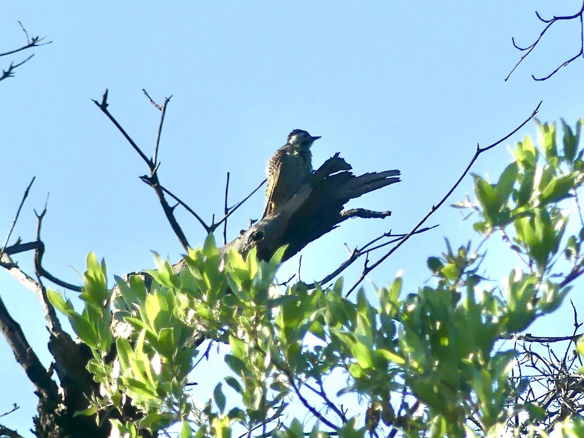 Кардиналовый дятел - ML646542899