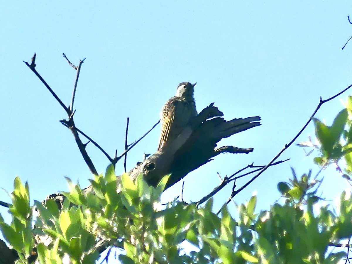 Кардиналовый дятел - ML646542900