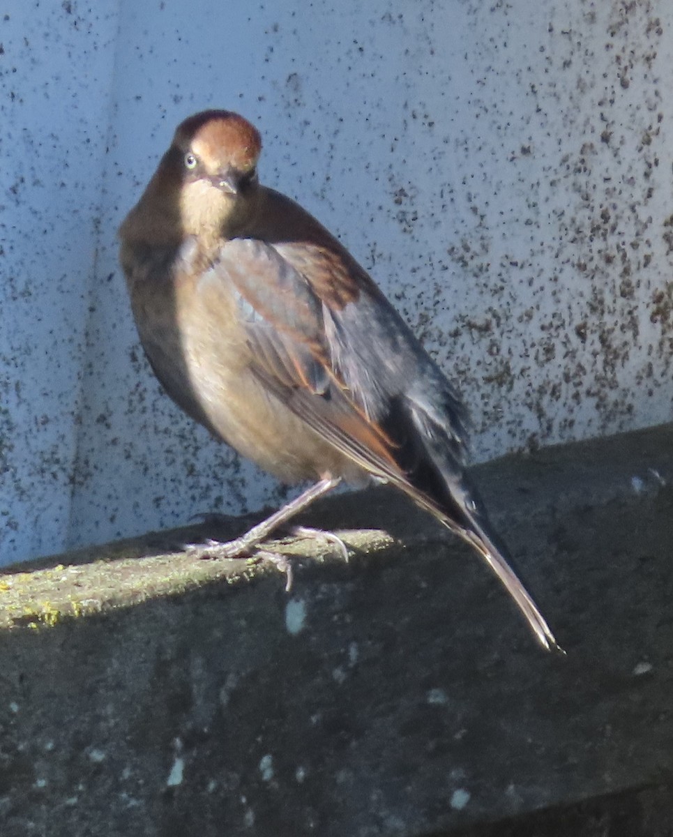 Roststärling - ML646542903