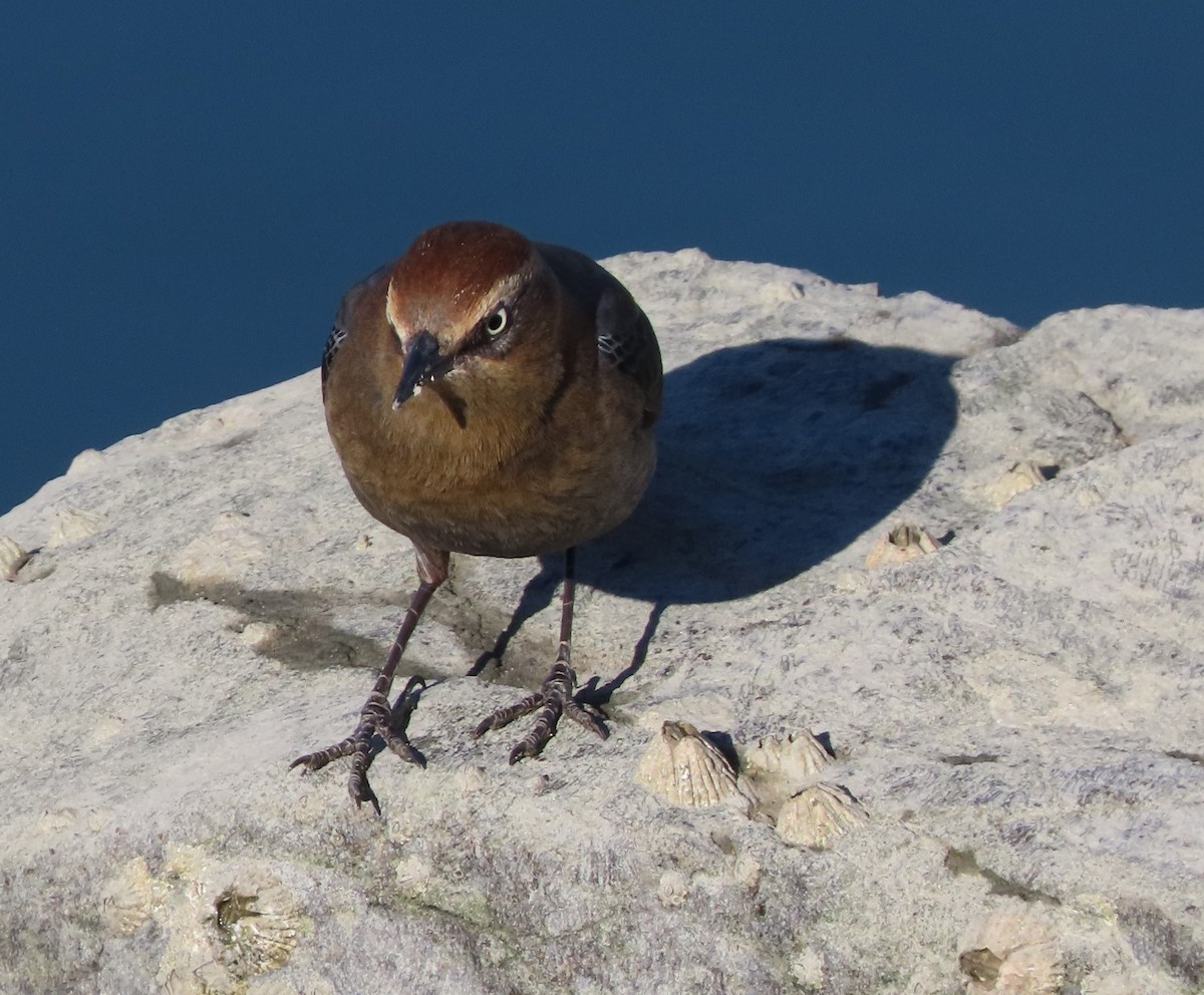 Roststärling - ML646542904