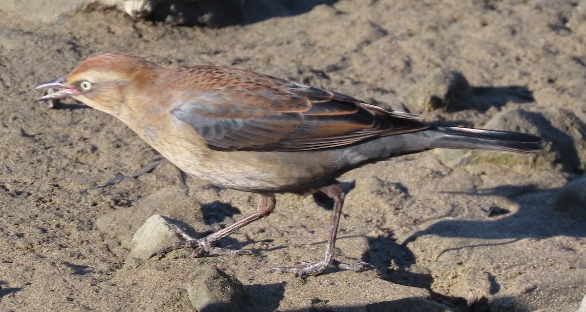 Roststärling - ML646542905