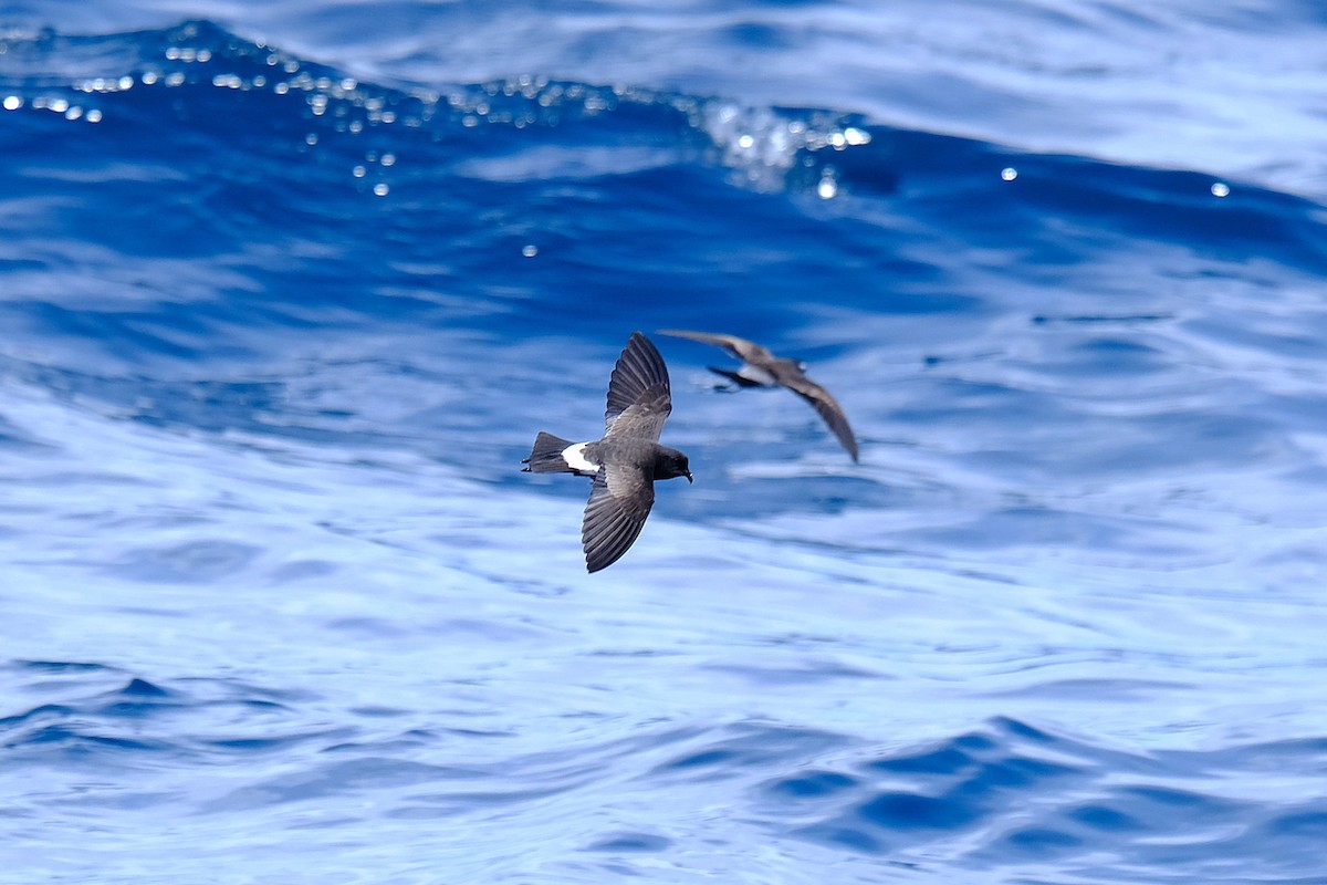 New Zealand Storm-Petrel - ML646542907