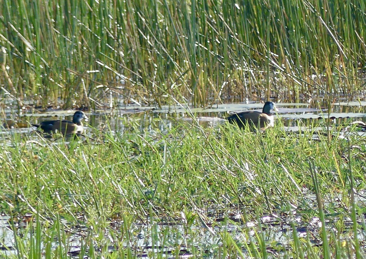 Африканский блестящий чирок - ML646542913