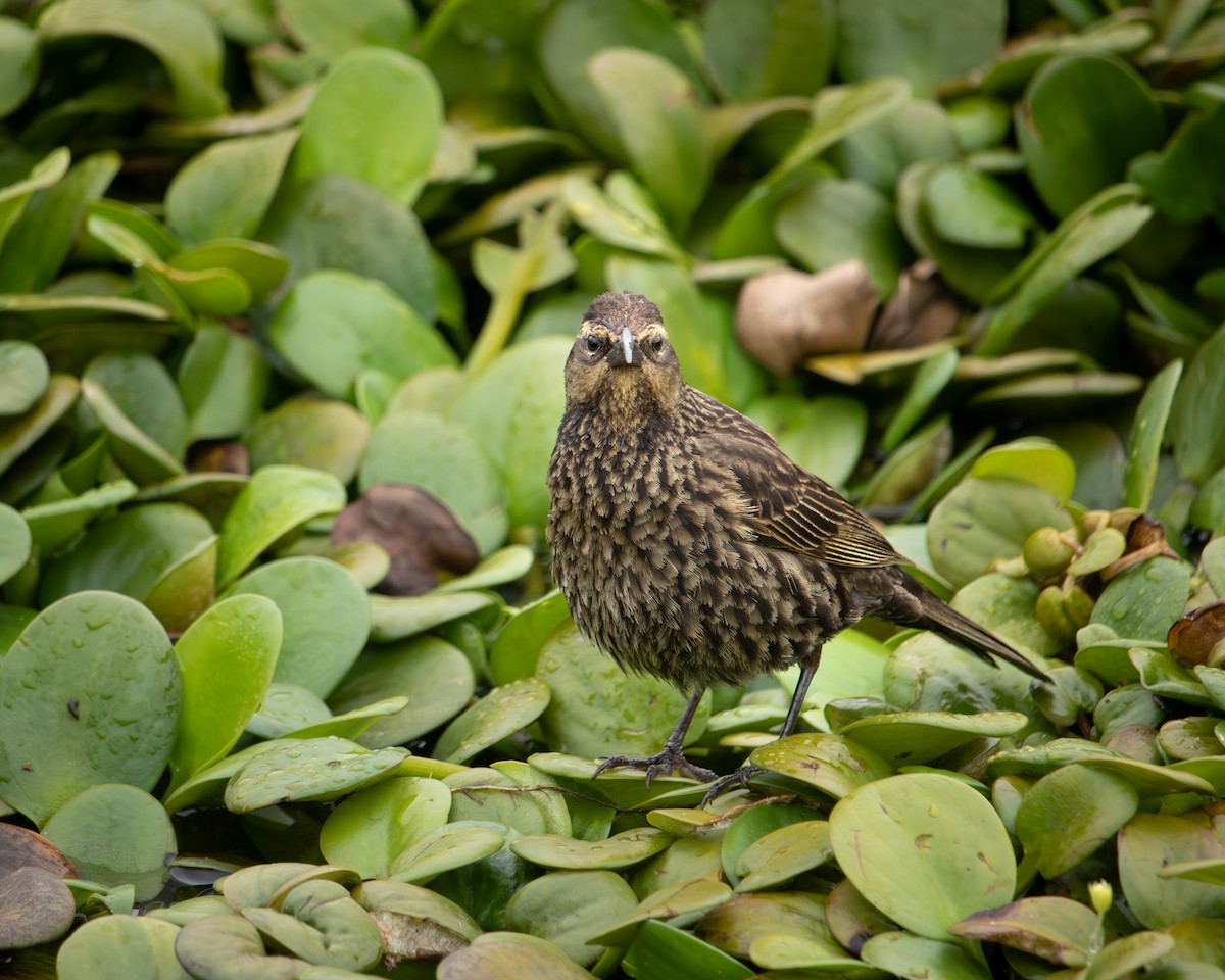 Varillero Aliamarillo - ML646542916