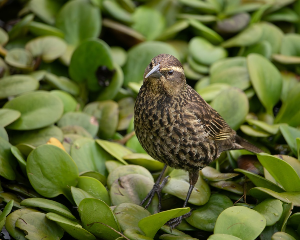Varillero Aliamarillo - ML646542917