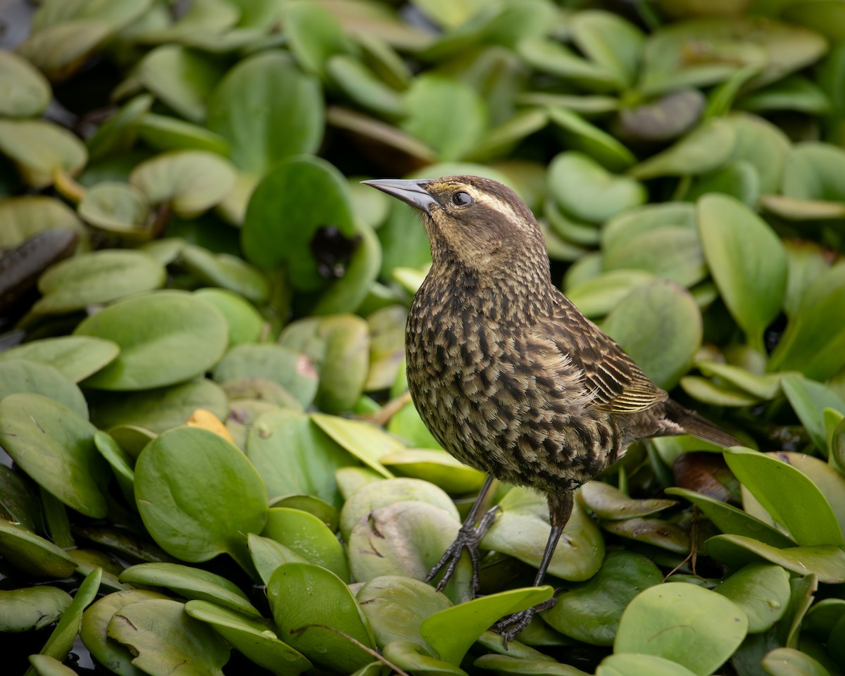 Varillero Aliamarillo - ML646542919