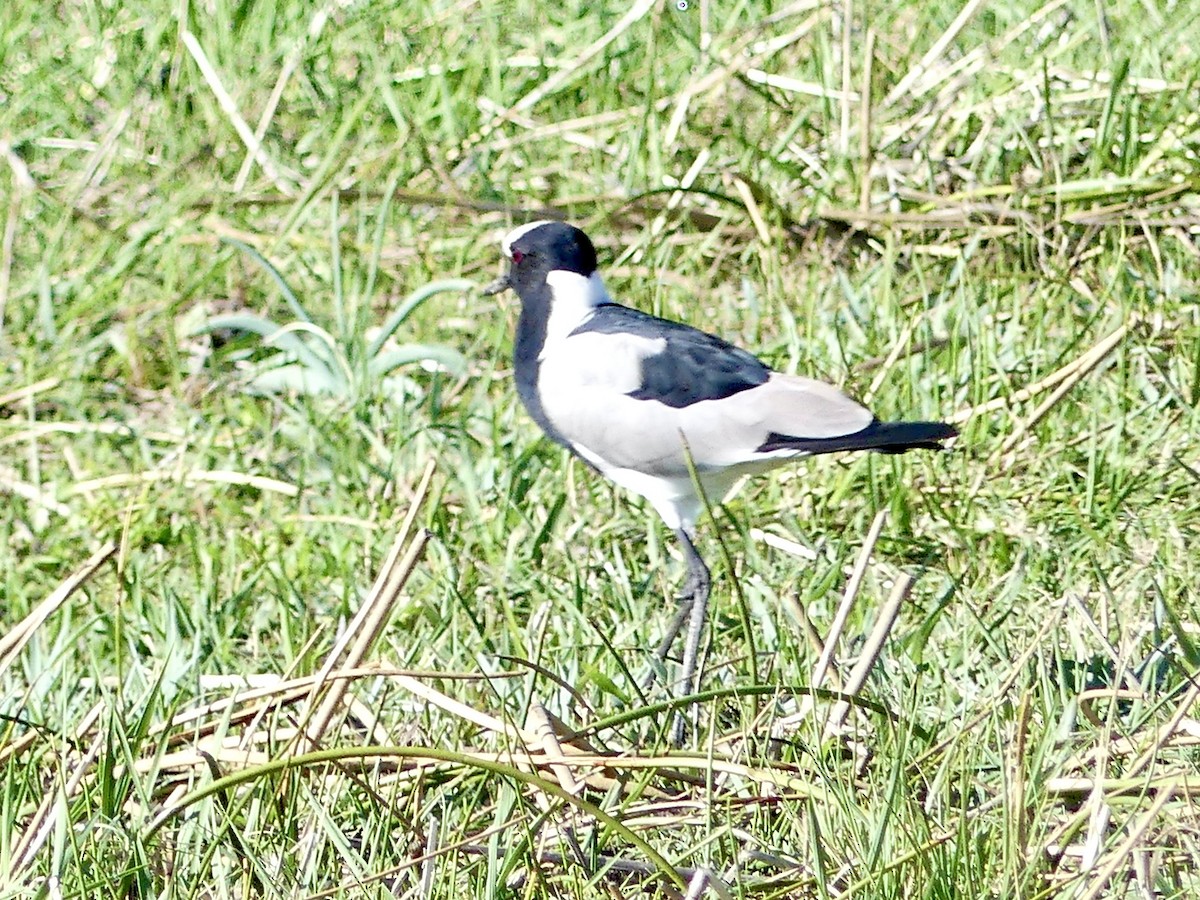 Чибис-кузнец - ML646542924