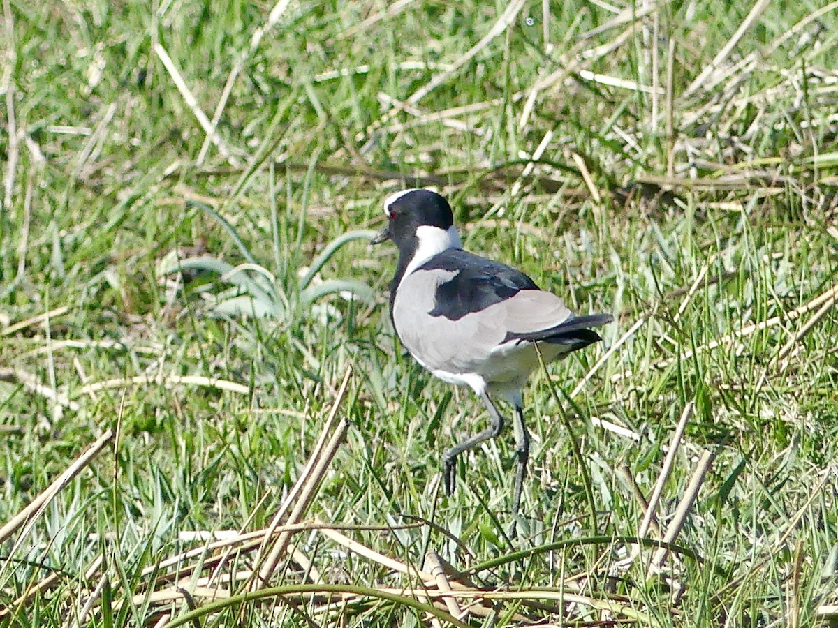 Чибис-кузнец - ML646542925