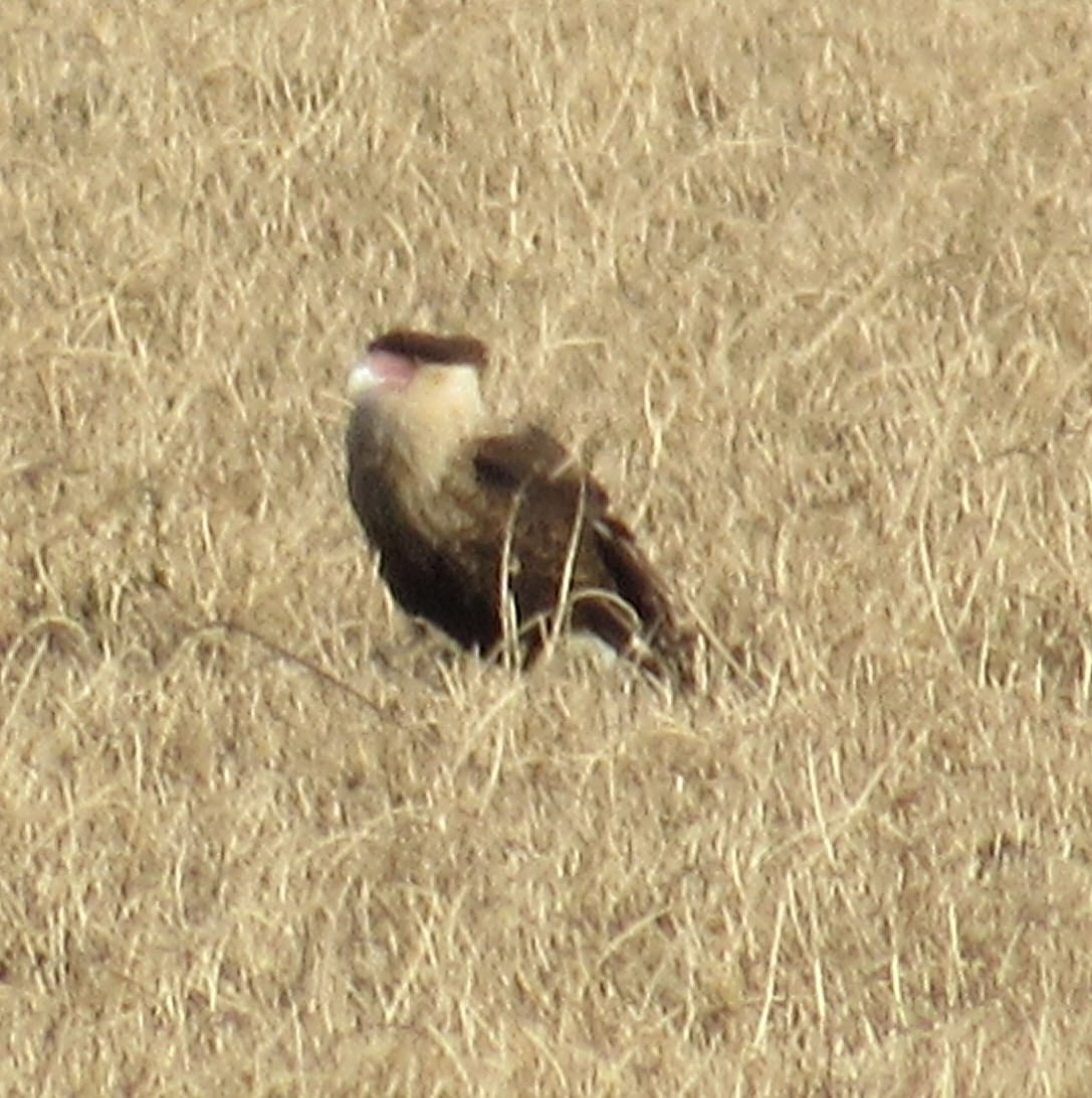 Crested Caracara (Northern) - ML646542927