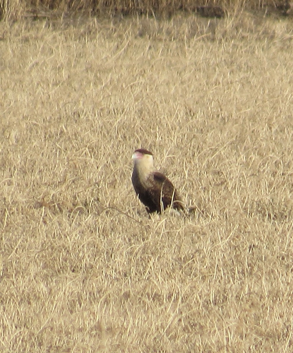 Crested Caracara (Northern) - ML646542928