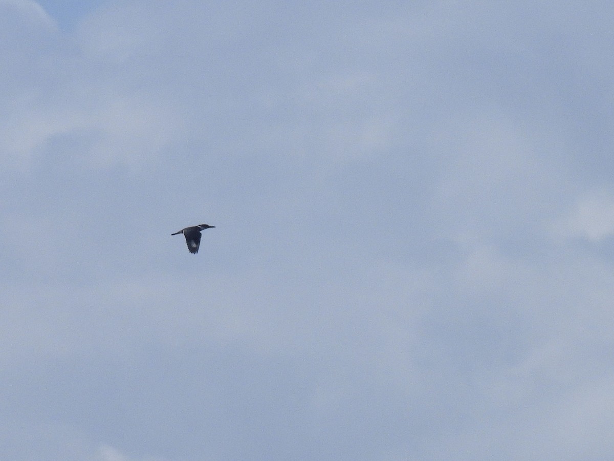 Gürtelfischer - ML646542929