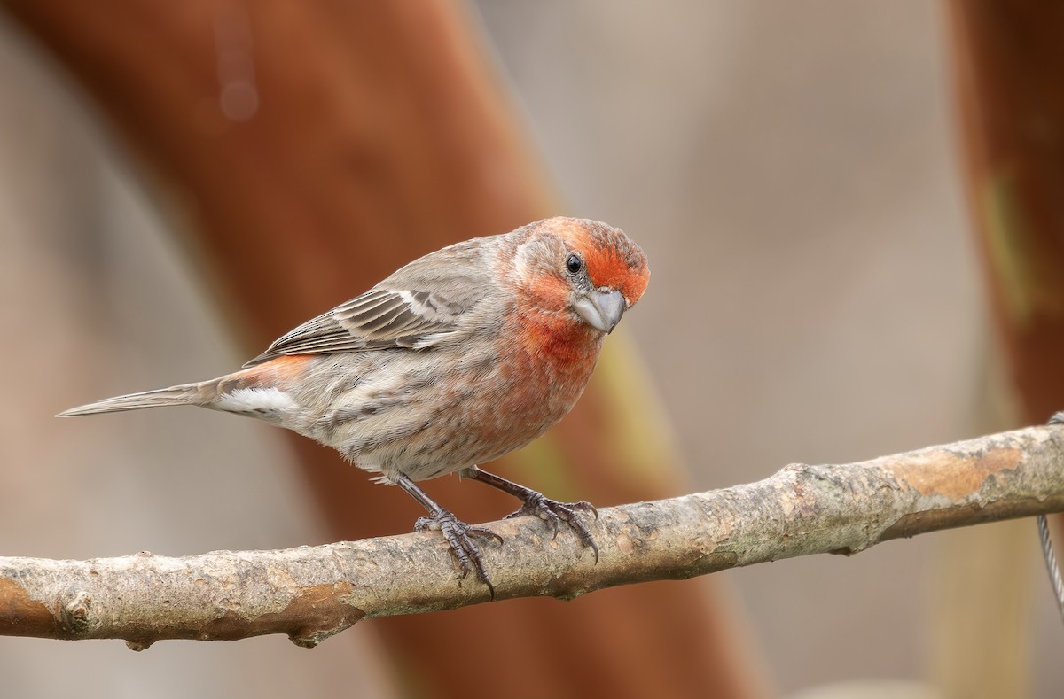 House Finch - ML646542930