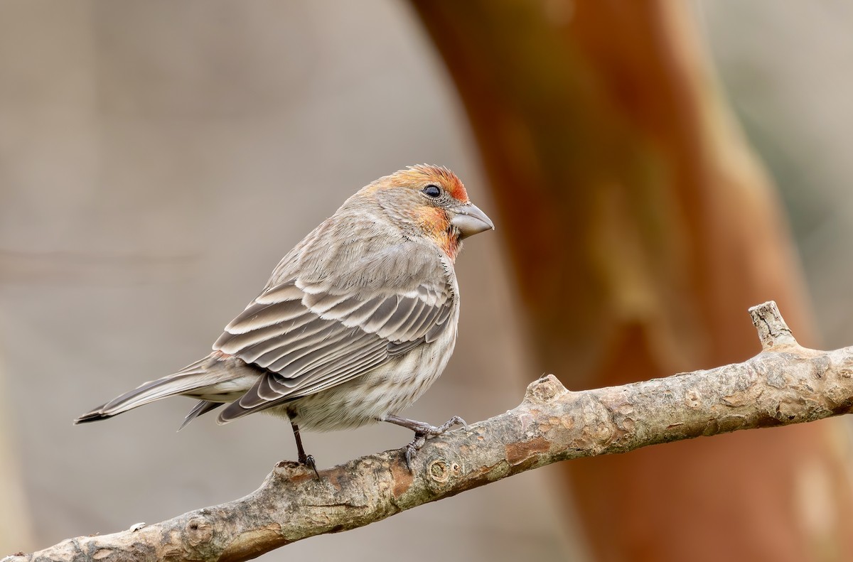 House Finch - ML646542931