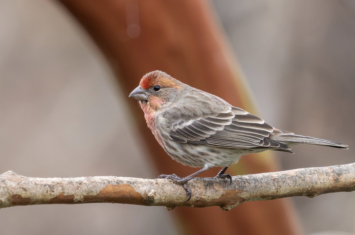 House Finch - ML646542932