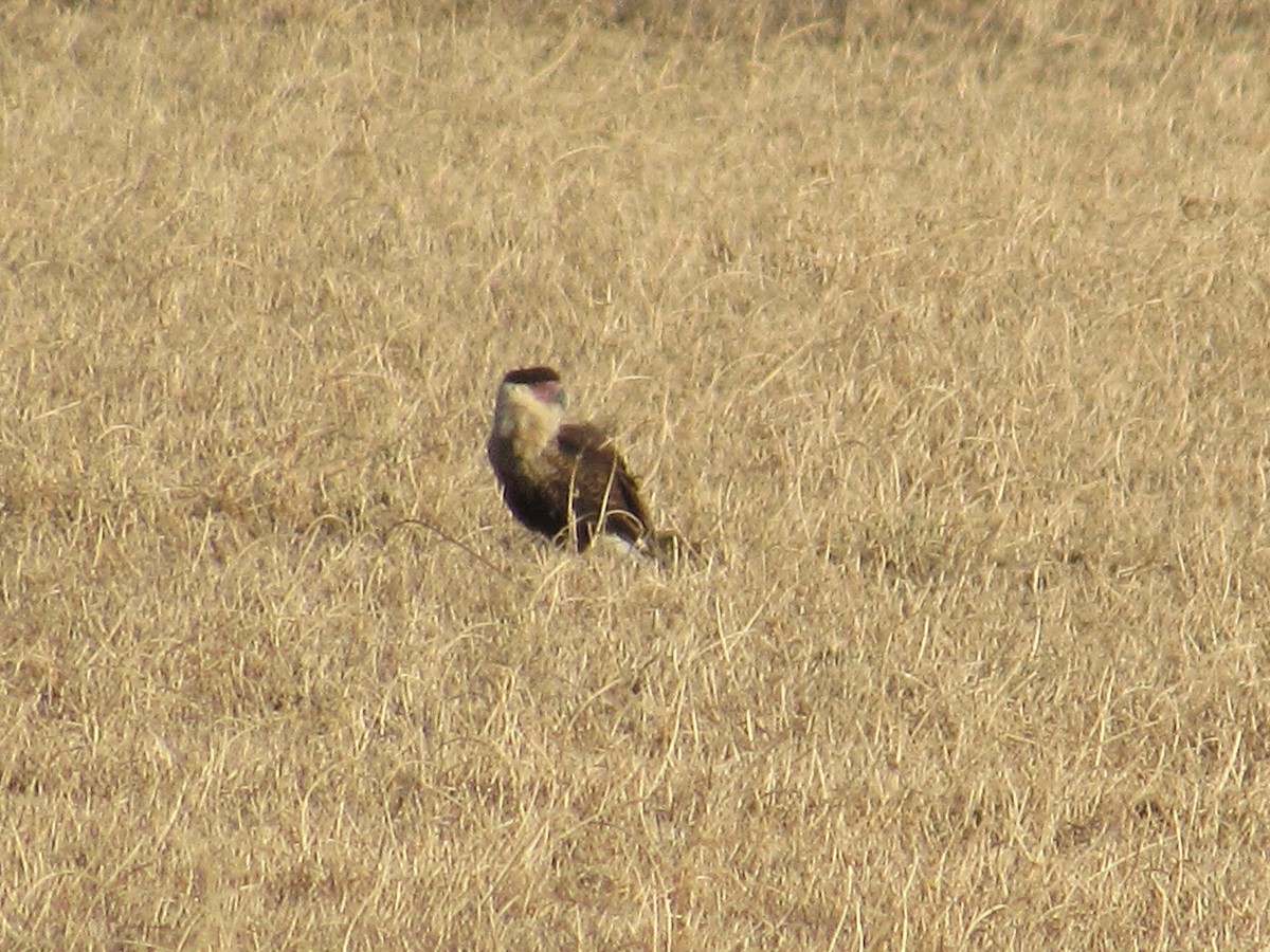 Crested Caracara (Northern) - ML646542934