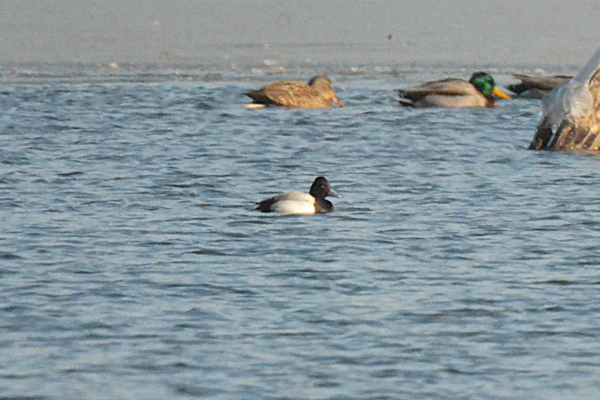 Kanadabergente - ML646542935